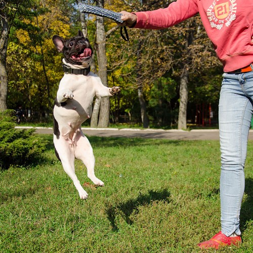Кусалка для дрессировки собаки «Agility Training»