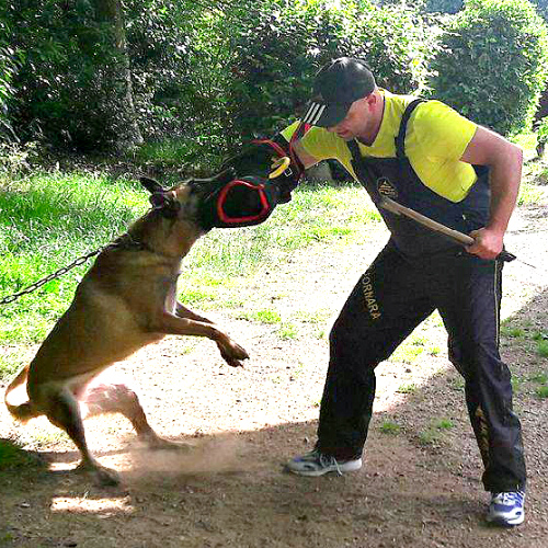zashchitnyj kostyum dlya dressirovki sobak training force pbs4