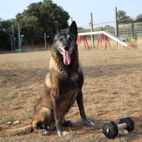 derevyannye ganteli dlya sobak fetch wd12