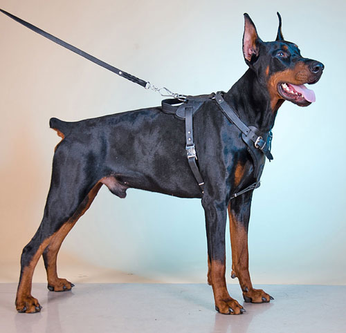 Кожаная шлейка для рабочих собак «Working Dog»