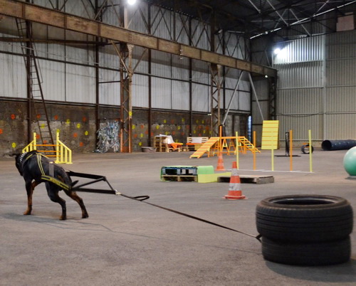 Шлейка для вейтпуллинга