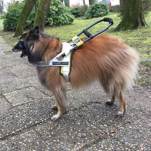 shlejka dlya sobaki povodyrya clever dog iz belogo nejlona 