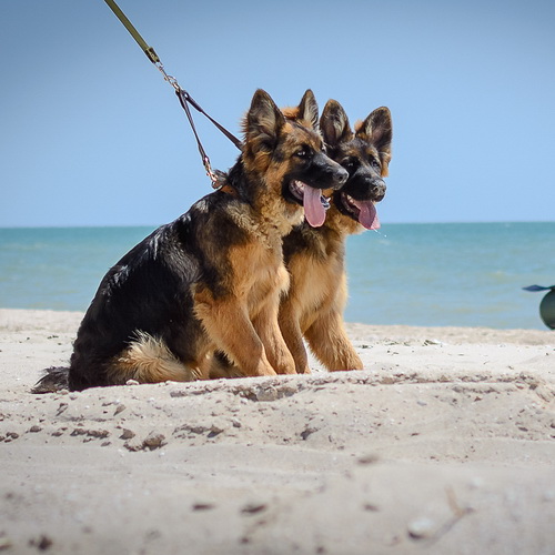 Сворка из кожи для двух собак «Happy Dogs»