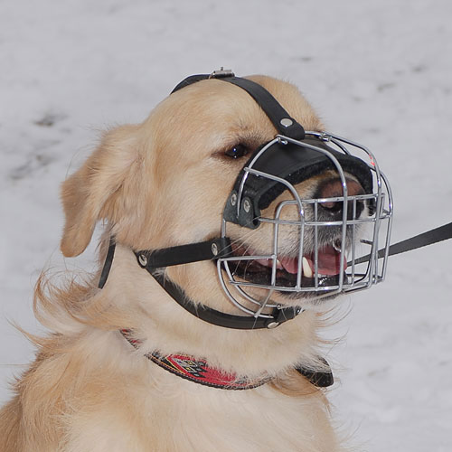 zheleznyj namordnik dlya labradora m4