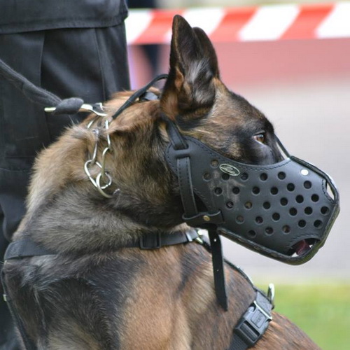 udarnyj namordnik dlya sobaki
