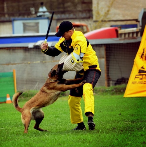 fotografii s chempionata rossii po ipo 2018 PBS4 PS200 PSC49 malinois