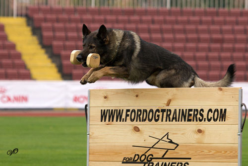 AGITATION STICK IDEAL FOR SCHUTZHUND DOG TRAININIG