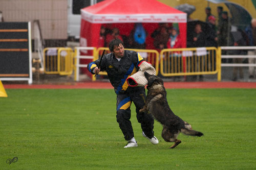 Снаряжение и защита для проведения Чемпионата fordogtrainer.ru