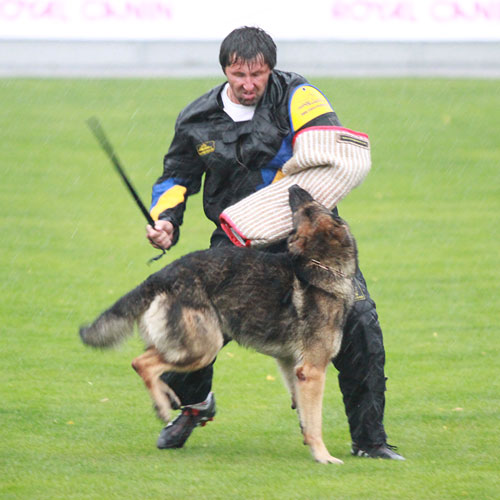 Рабочий момент. Соревнования WUSV 2011