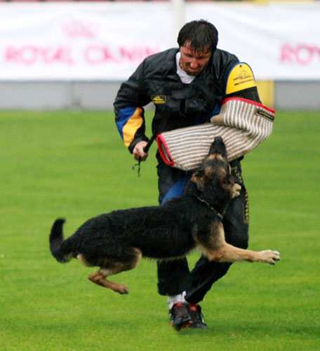 international competitions for dogs fordogtrainers wusv 2011 figurant