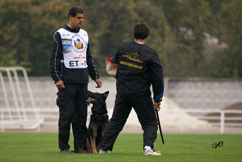 wusv 2011 AGITATION STICK IDEAL FOR SCHUTZHUND DOG TRAININIG