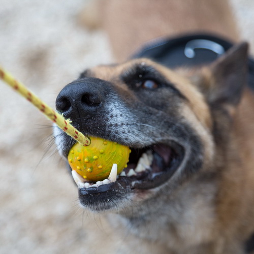 myach celnolitoj zhestkij 6 sm cheerful pet artikul tt1