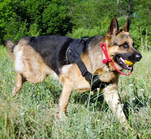 rezinovyj zhestkij myach dlya sobak