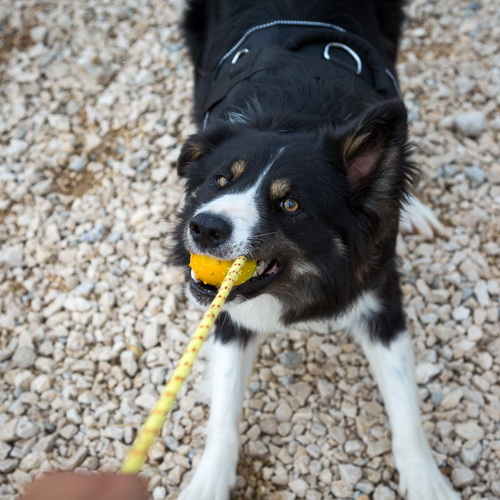 myach pustotelyj playful dog dlya sobak tt2