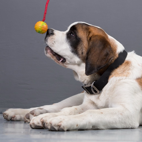 myagkij myach 6 sm na verevke playful dog tt2