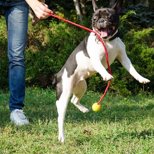 myach dlya sobak na verevke dlinoy 40 cm