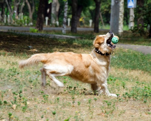 dentalnyj myach dlya sobak