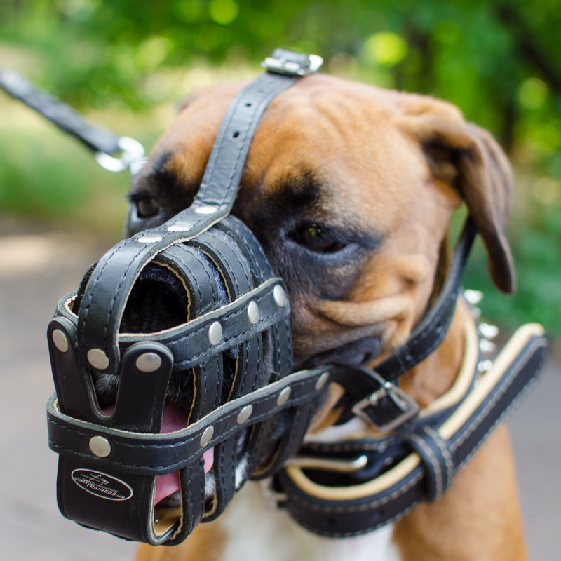 Кожаный намордник сетка «Managing dog's behavior» для Боксера