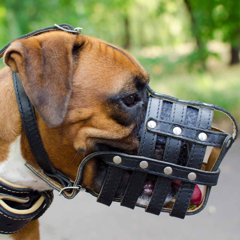 Кожаный намордник сетка «Managing dog's behavior» для собаки Боксера