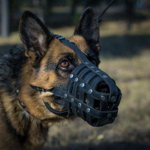 Кожаный намордник «Maximum safety» для Немецкой овчарки