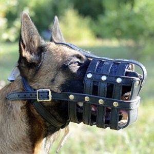 Кожаный намордник «Maximum safety» для Малинуа